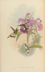 Thaumatias chionurus